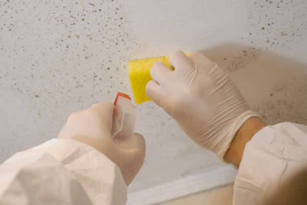 Best Mold Odor Removal Services  in Webb City, MO