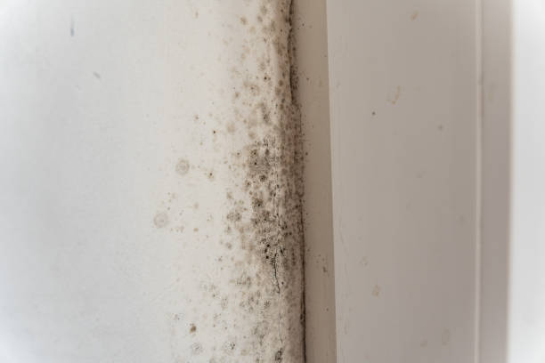 Mold Documentation for Insurance Claims in Webb City, MO